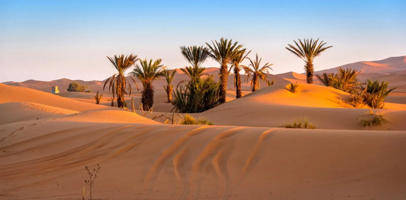 Sanddünen und Palmen in der Wüste bei Sonnenuntergang.