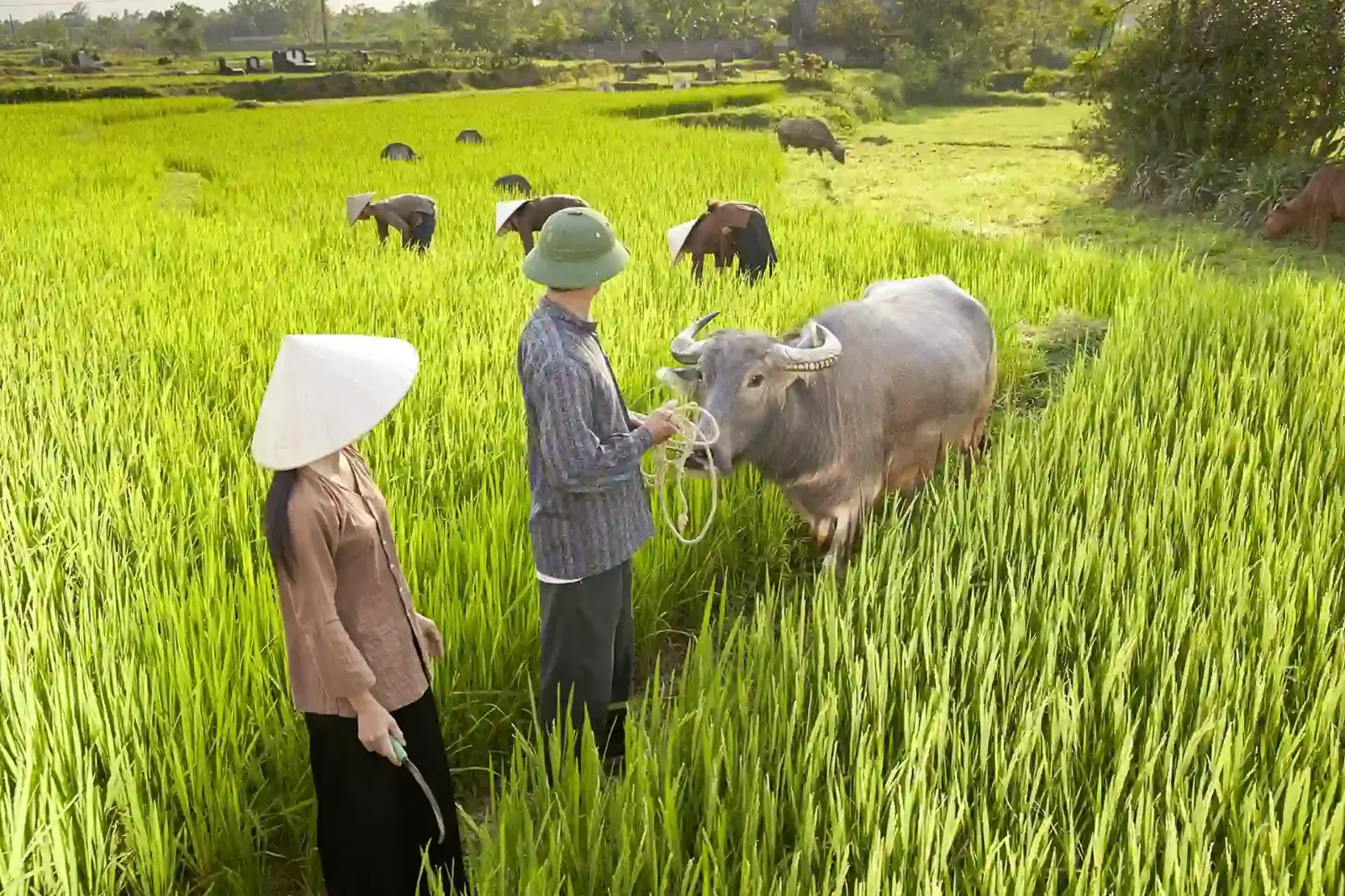 Ein weites grünes Reisfeld mit Büffeln und Bauern in Vietnam.