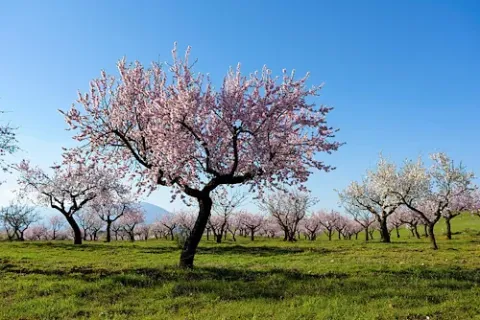 Die Mandelblüte in Andalusien