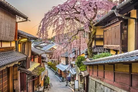 Eine Gasse mit Holzhäusern und einem Kirschblütenbaum im historischen Viertel von Kyoto.