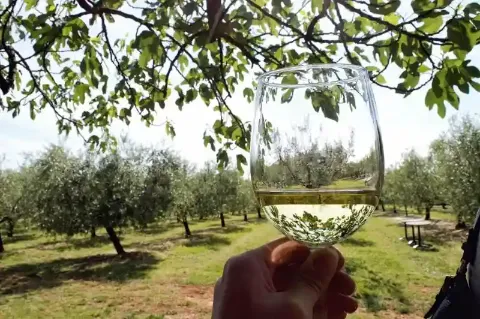 Ein Weinglas mit weißem Wein vor einem Olivenhain.