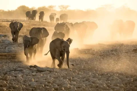 Namibia-Rundreisen-Elefantenherde