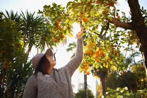 Eine Frau, die nach Orangen an einem Baum greift, umgeben von weiteren Bäumen.