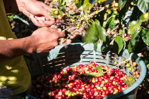 Ein Korb voller frisch geernteter Kaffeebeeren.