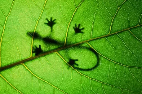 Von unten durch ein Blatt fotografierter Schattenriss eines Geckos.