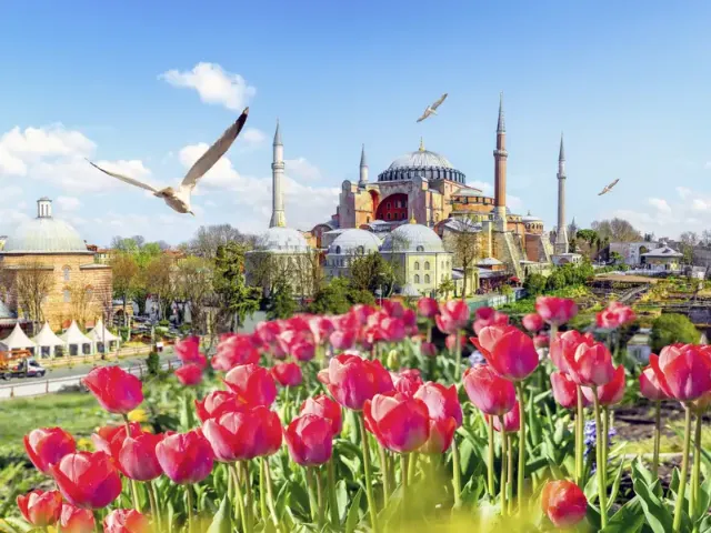 Blick auf die Hagia Sofia in Istanbul, im Vordergrund wachsen rote Tulpen.