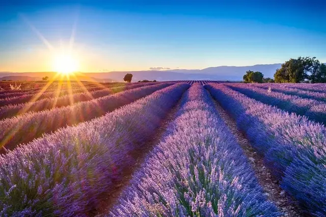 Ein lila Blumenfeld mit Lavendel in der französischen Provence, das von der Sonne beleuchtet wird.