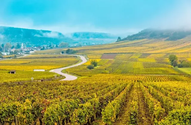 Leicht hügelige Weinberge im Herbst in der französischen Region Burgund.