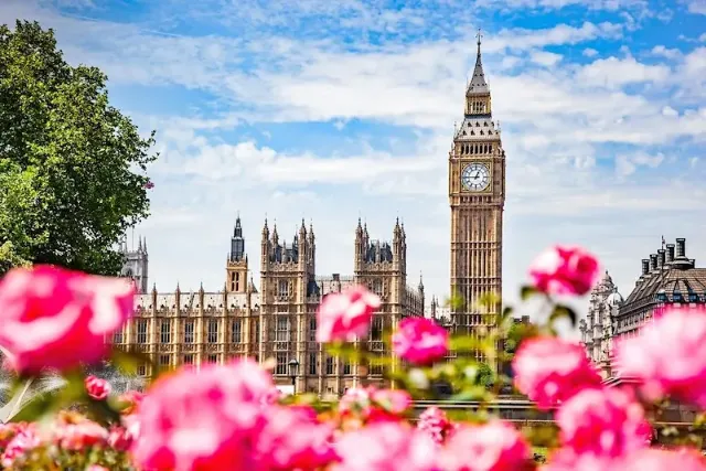 Der Uhrenturm Big Ben und das Westminster Parliament in London bei sonnigem Wetter, mit rosa Blumen im Vordergrund.