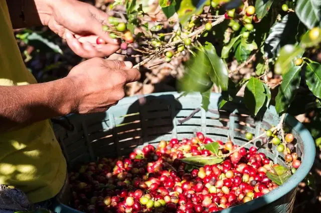 Ein Korb voller frisch geernteter Kaffeebeeren.