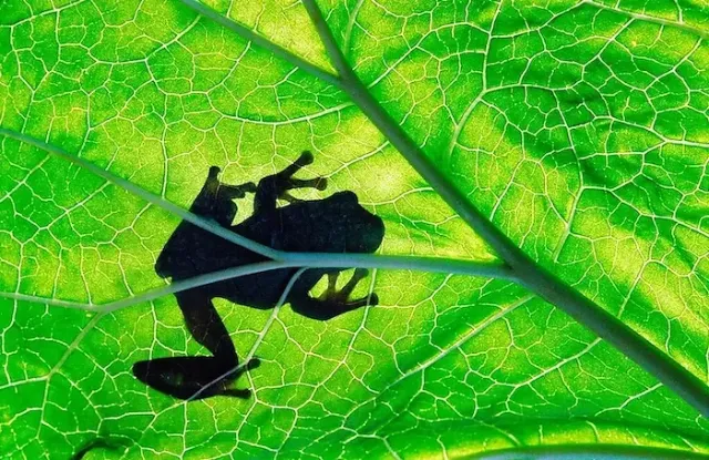 Der Schatten eines Frosches auf einem grünen Blatt.