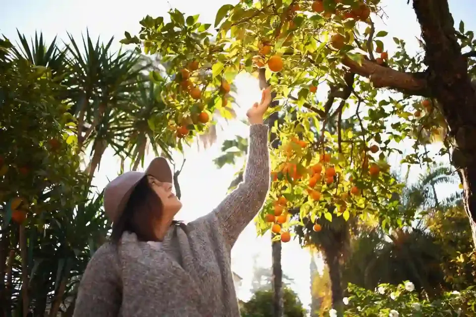 Eine Frau, die nach Orangen an einem Baum greift, umgeben von weiteren Bäumen.
