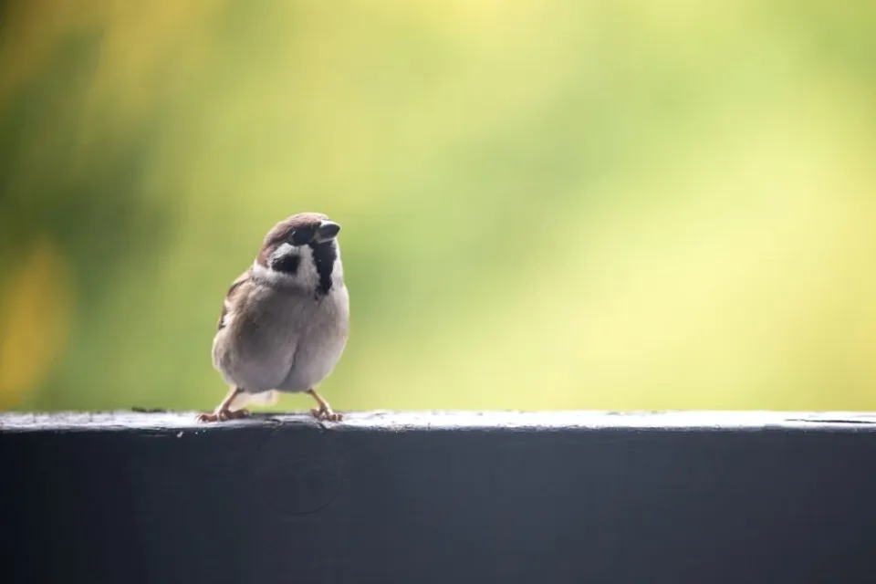 Ein kleiner Vogel in der Natur, der auf einem Zaun steht.