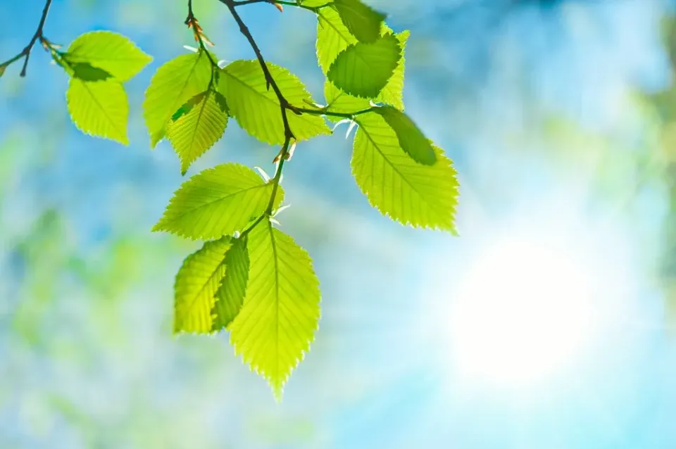 Blick auf frische Buchenblätter im Sonnenlicht.