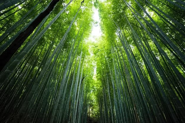 Blick auf einen dichten Bambuswald mit Sonnenlicht, das durch die Blätter scheint.