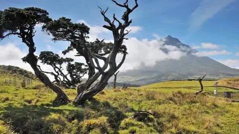 Die kleine Insel Pico erreichen wir auf unserer Singlereise zu den Azoren mit der Fähre und besuchen dort das Walmuseum und einen Hobbywinzer.