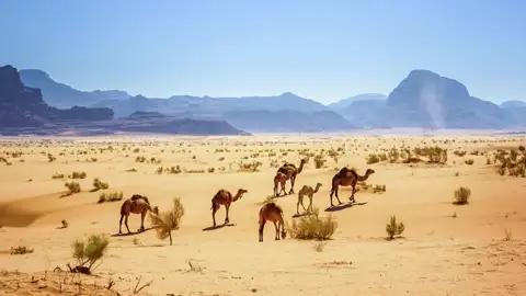 Auf unserer klassischen Studienreise durch Jordanien und Israel besuchen wir das Wadi Ram. Dort schillern Felsmassive und Dünensand in allen Wüstenfarben, in der Ferne traben Dromedare – eine Landschaft, die Hollywood längst für die Leinwand entdeckt hat. Die Tiere wandern  hier zur Lawrence-Quelle.