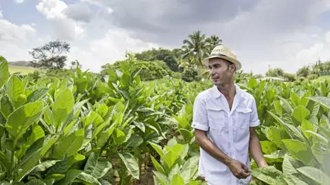 Auf dieser 15-tägigen Studienreise durch Kuba besuchen Sie die Tabakheimat Vinales und wandern zwischen Maniok- und Tabakfeldern durch das Tal.