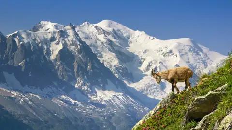 Die höchsten und berühmtesten Gipfel der Alpen sind im doppelten Sinn Höhepunkte dieser zwölftägigen Studienreise durch die Schweizer und französischen Berge - auch der höchste aller Alpengipfel: der Mont Blanc.