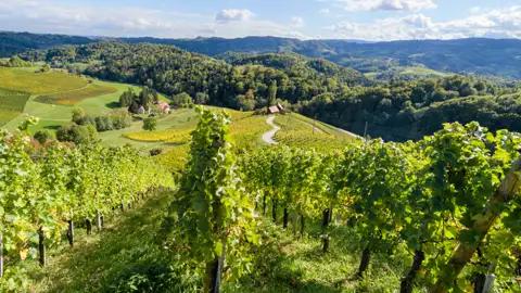 Auf unserer Genussreise durch Slowenien und die Steiermark probieren wir die unterschiedlichen Weine der Region.