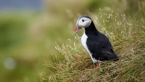 Die Pagateitaucher, auch Puffins genannt, gehören einfach zu Island. Am Kap Dyrholaey haben Sie gute Chancen, auf unserer Rundreise für Singles und Alleinreisende über die Inselm diese Vögel zu beobachten.