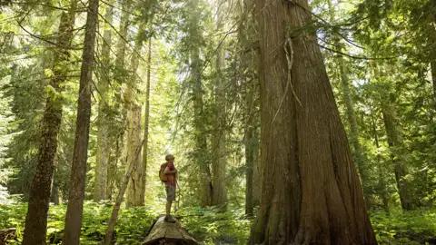 Bei einem Spaziergang in der Nähe des Mount Robson saugen wir während  unserer Studienreise durch Kanada  die klare Luft ein und streichen vorsichtig über die Rinde der für die Ureinwohner unentbehrlichen, geradezu heiligen Rotzedern.