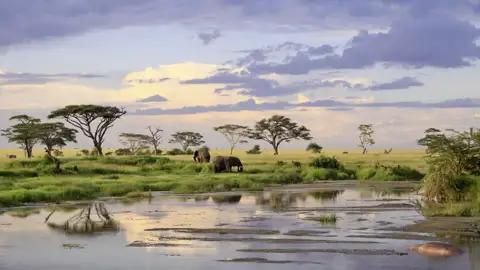 Während unserer 17-tägigen Studienreise nach Tansania und Sansibar werden Sie mit Sicherheit viele Elefanten sehen.