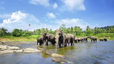 Auf dieser Rundreise unternehmen wir auch eine Safari in einem Nationalpark, in dem viele der wilden Elefanten Sri Lankas leben.