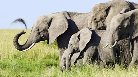 Die imponierenden Elefantenherden im Tarangire-Nationalpark in Tansania  grüßen uns bei unserer Studienreise schon von Weitem lautstark.