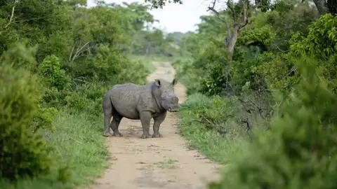 Tierbeobachtungen und -begegnungen gehören zu unseren Studienreisen durch Südafrika. Zu den Big Five zählen unter anderem auch die bedrohten Nashörner.