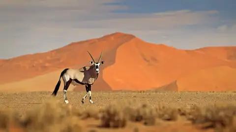 Auf unserer großen Namibiareise entdecken wir die Natur des Landes und haben beeindruckende Begegnungern mit der Tierwelt, zum Beispiel am Sossusvlei.