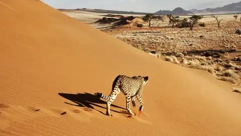 Auf unserer Studienreise durch Namibia begegnen wir der Tierwelt Namibias.
