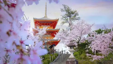 Die Tempel und Schreine von Kyoto sind zu dieser Jahreszeit in ein Meer von Kirschblüten eingebettet.