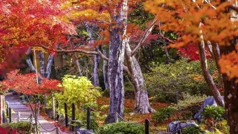 Gemeinsam schreiten wir  auf der 15-tägigen Studienreise Japan - Herbstlaubfärbung durch die Gärten von Kyoto und genießen die Stimmung.