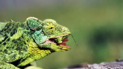 Auf unserer Reise über die Inseln von Hawaii bestaunen wir sowohl die Landschaft als auch die Tierwelt.