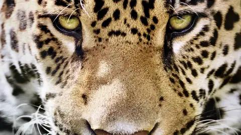 Unterwegs am Amazonas oder im Pantanal heißt es: Augen auf! Denn jede Menge Tiere nennen den Dschungel ihr Zuhause.