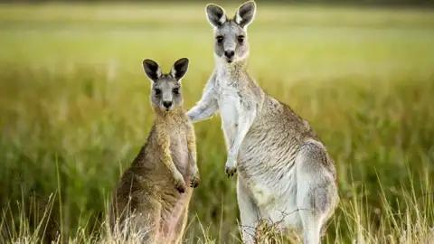 Auf unserer Studienreise Australien - Höhepunkte des Kontinents besuchen wir auch den You-Yang-Nationalpark. In freier Natur nähern wir uns dort mit einem einheimischen Ranger behutsam Koalas, Kängurus, Emus und anderen exotischen Bewohnern der australischen Tierwelt.