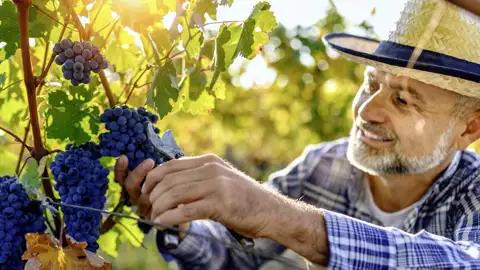 Wie schmeckt die Toskana? Auf unserer Studiosus-Reise erfahren wir es! Wein gehört zu den toskanischen Köstlichkeiten unbedingt dazu.