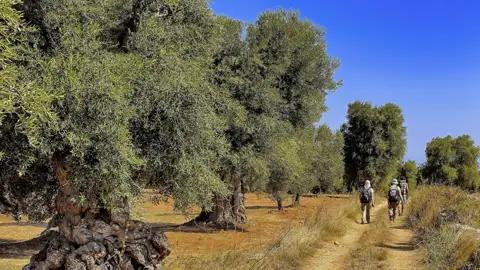 Unsere elftägige Rundreise durch Apulien führt Sie höchst abwechslungsreich mal am Meer entlang, mal durch Olivenhaine, mal zu Naturreservaten.