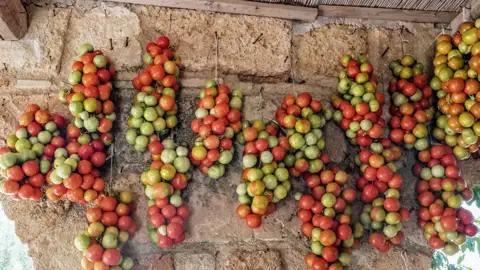 Studienreise zu den Höhepunkten Apuliens wie den Trulli und Castel del Monte. Besuch von Bari, Ostuni, Lecce, Matera und Otranto. Und die Kulinarik kommt nicht zu kurz; beileibe nicht nur die Vielfalt an Tomaten wird Sie begeistern.