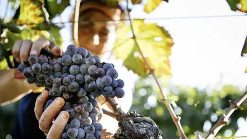 Auf unserer Rundreise durch Sizilien kommen wir auch an vielen Weinbergen vorbei. Die sizilianischen Rotweine sind bekannt für ihre fruchtigen Aromen und tiefe Farbe.