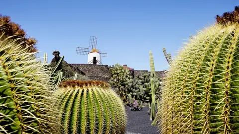 In einem ehemaligen Steinbruch auf Lanzarote erschuf César Manrique einen kunstvoll angelegten Kakteengarten, den Jardín de Cactus, mit über 1400 Arten, dessen Besuch auf der Gruppenreise von Studiosus natürlich nicht fehlen darf.