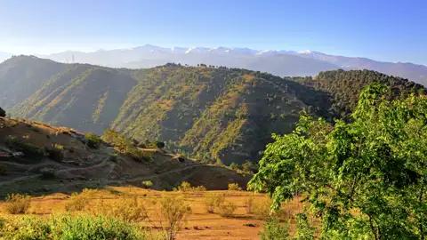 Hügelige Landschaft mit Bäumen und schneebedeckten Bergen im Hintergrund