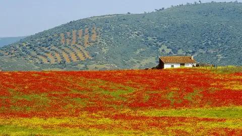 Diese Studiosus-Rundreise durch Kastilien und die Extremadura verbindet kulturelle Höhepunkte mit eindrucksvollen Naturerlebnissen von den weiten, mit Steineichen bewachsenen Hochebenen Kastiliens über die ursprüngliche Extremadura bis hin zum Nationalpark Monfragüe, einem Paradies für Vogelbeobachtung und Naturfreunde.