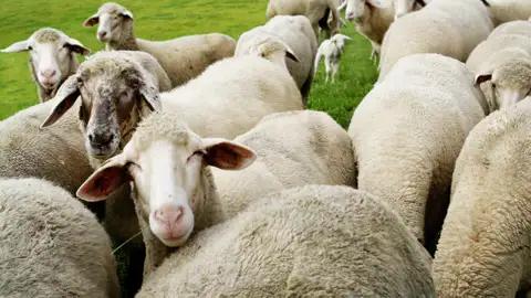 Auf unserer Studienreise durch Irland erkunden wir Stadt und Land. Auf unserer Fahrt durch Moorlandschaften und Hügel begegnen wir dabei natürlich immer wieder Schafen - ebenso neugierig wie fotogen!