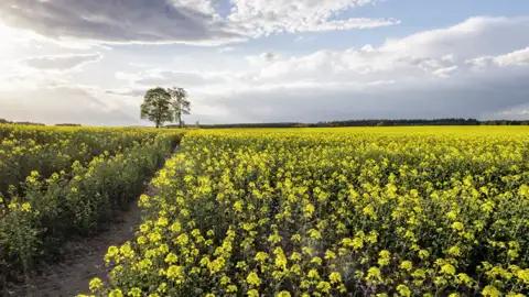 Auf unserer Studienreise durch Nordpolen bestaunen wir die goldgelben Rapsfelder in Masuren. Wir erkunden jeden Tag einzigartige Landschaften rund um die Masurische Seenplatte.