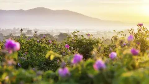 Auf dieser zehntägigen Studienreise durch Bulgarien von der Hauptstadt Sofia durch das Balkangebirge bis zum Schwarzen Meer erleben Sie bezaubernde Klöster, freundliche Menschen und eindrucksvolle Landschaften wie hier im Tal der Rosen mit seinem bezaubernden Duft.