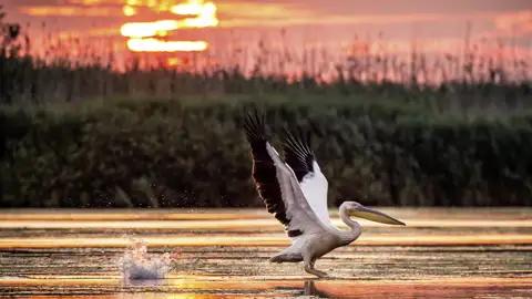 Auf unseren Bootsfahrten im Donaudelta während unserer Studienreise durch Rumänien haben wir Gelegenheit, die reiche Tierwelt zu beobachten.