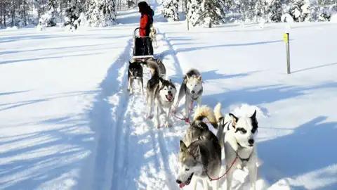 Ein Person  lenkt einen Hundeschlitten mit einem Husky-Team durch einen sonnigen, verschneiten Wald, eine Leistung, die im Verlauf der Winterreise angeboten wird.
