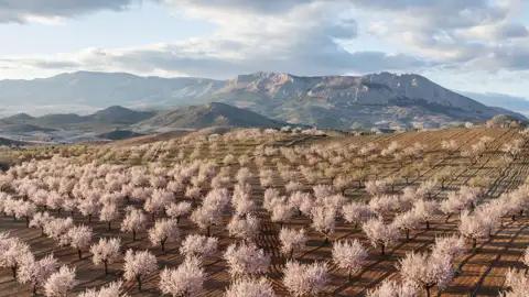 Auf der Gruppenreise durch Andalusien in Spanien bewundern wir die beeindruckende Landschaft zur Zeit der Mandelblüte.